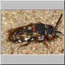 Epeolus variegatus - Filzbiene w002b 7mm - OS-Wallenhorst-Sandgrube.jpg